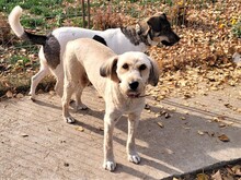 SANDRA, Hund, Mioritic Hirtenhund in Rumänien - Bild 12