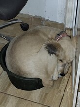 SANDRA, Hund, Mioritic Hirtenhund in Rumänien - Bild 15