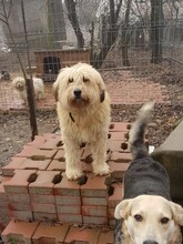 SANDRA, Hund, Mioritic Hirtenhund in Rumänien - Bild 18