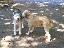 SANDRA, Hund, Mioritic Hirtenhund in Rumänien - Bild 2