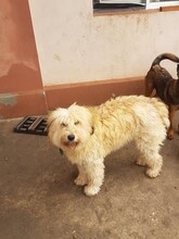 SANDRA, Hund, Mioritic Hirtenhund in Rumänien - Bild 20