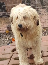 SANDRA, Hund, Mioritic Hirtenhund in Rumänien - Bild 21