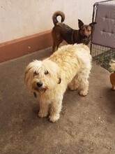 SANDRA, Hund, Mioritic Hirtenhund in Rumänien - Bild 22