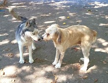 SANDRA, Hund, Mioritic Hirtenhund in Rumänien - Bild 3