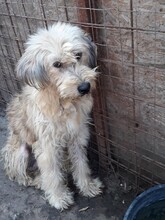 SANDRA, Hund, Mioritic Hirtenhund in Rumänien - Bild 31