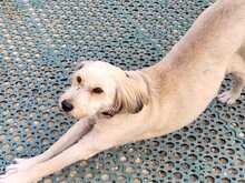 SANDRA, Hund, Mioritic Hirtenhund in Rumänien - Bild 4