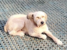 SANDRA, Hund, Mioritic Hirtenhund in Rumänien - Bild 5