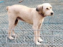 SANDRA, Hund, Mioritic Hirtenhund in Rumänien - Bild 9