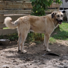 MARIO, Hund, Griechischer Schäferhund-Mix in Griechenland - Bild 2
