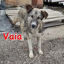 VAIA, Hund, Mischlingshund in Bulgarien - Bild 1