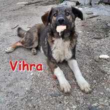 VIHRA, Hund, Mischlingshund in Bulgarien - Bild 1