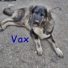 VAX, Hund, Mischlingshund in Bulgarien - Bild 1