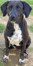 HAILEY, Hund, Mischlingshund in Griechenland - Bild 14