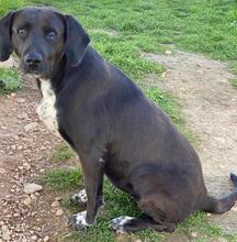 HAILEY, Hund, Mischlingshund in Griechenland - Bild 16
