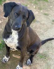 HAILEY, Hund, Mischlingshund in Griechenland - Bild 6