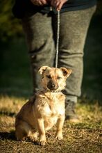 HUBA, Hund, Mischlingshund in Ungarn - Bild 3