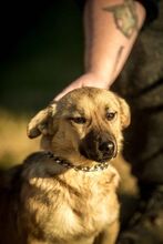 HUBA, Hund, Mischlingshund in Ungarn - Bild 4