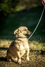 HUBA, Hund, Mischlingshund in Ungarn - Bild 5
