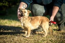 HUBA, Hund, Mischlingshund in Ungarn - Bild 6