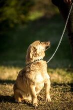 HUBA, Hund, Mischlingshund in Ungarn - Bild 7