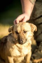 HUBA, Hund, Mischlingshund in Ungarn - Bild 8