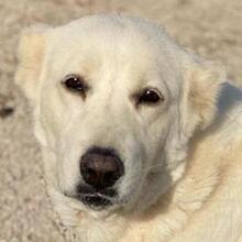 PHILIPPA, Hund, Mischlingshund in Griechenland - Bild 1
