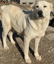 PHILIPPA, Hund, Mischlingshund in Griechenland - Bild 10