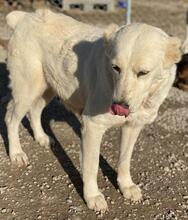 PHILIPPA, Hund, Mischlingshund in Griechenland - Bild 11