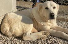 PHILIPPA, Hund, Mischlingshund in Griechenland - Bild 12