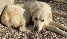 PHILIPPA, Hund, Mischlingshund in Griechenland - Bild 14