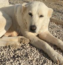 PHILIPPA, Hund, Mischlingshund in Griechenland - Bild 16