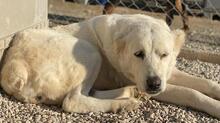PHILIPPA, Hund, Mischlingshund in Griechenland - Bild 17