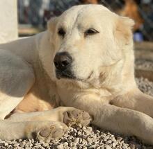 PHILIPPA, Hund, Mischlingshund in Griechenland - Bild 18