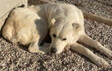 PHILIPPA, Hund, Mischlingshund in Griechenland - Bild 19