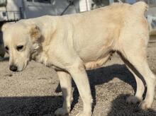 PHILIPPA, Hund, Mischlingshund in Griechenland - Bild 3