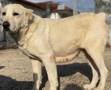 PHILIPPA, Hund, Mischlingshund in Griechenland - Bild 4