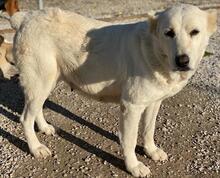 PHILIPPA, Hund, Mischlingshund in Griechenland - Bild 5
