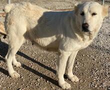 PHILIPPA, Hund, Mischlingshund in Griechenland - Bild 6