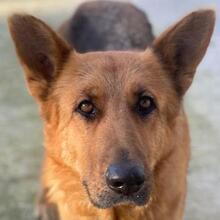 NOELIA, Hund, Mischlingshund in Griechenland - Bild 1
