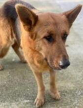 NOELIA, Hund, Mischlingshund in Griechenland - Bild 10