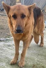 NOELIA, Hund, Mischlingshund in Griechenland - Bild 11
