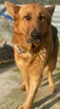 NOELIA, Hund, Mischlingshund in Griechenland - Bild 12