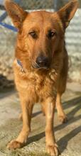 NOELIA, Hund, Mischlingshund in Griechenland - Bild 13