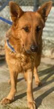 NOELIA, Hund, Mischlingshund in Griechenland - Bild 16