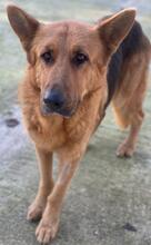 NOELIA, Hund, Mischlingshund in Griechenland - Bild 2