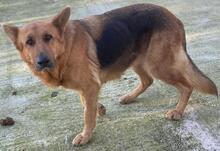 NOELIA, Hund, Mischlingshund in Griechenland - Bild 3
