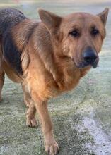 NOELIA, Hund, Mischlingshund in Griechenland - Bild 4