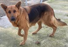 NOELIA, Hund, Mischlingshund in Griechenland - Bild 5