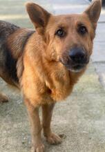 NOELIA, Hund, Mischlingshund in Griechenland - Bild 6