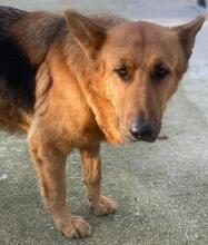 NOELIA, Hund, Mischlingshund in Griechenland - Bild 7